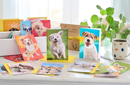 American Greetings 17-Count Thinking of You Blank Greeting Card Pack, Playful Dog Photo Assortment