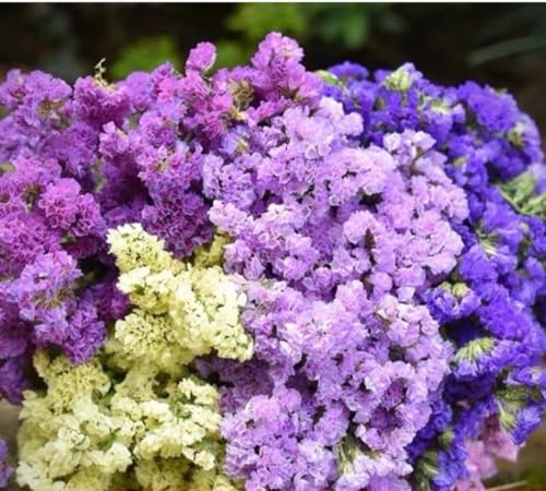 300 Seeds Mixed Forget-Me-Not Flower Seeds, Myosotis sylvatica