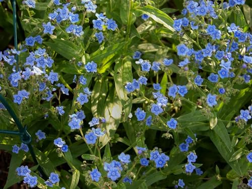 Forget Me Not Seeds, Sky-Blue Flowers with Yellow Centers, 1/4 oz Pack, 12,000 Seeds