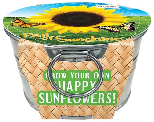 Grow Your Own Mini Sunflowers Plant Seeds 3-Pack, DIY Indoor Succulents and Live Plants for Home or Garden Planting, Pail of Sunshine - color: Pail of Sunshine 3-PK