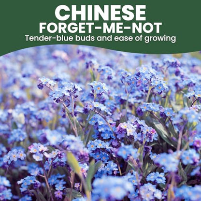 Chinese Forget Me Not – 4,000 Seeds for Planting – 2026 Season – 1 Ounce Pouch - size: 1 oz