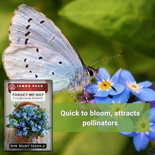 Sow Right Seeds - Bulk Chinese Forget-Me-Not Seed for Planting Jumbo Pack | Plant annual non-GMO heirloom for outdoor home garden. Blue celebration of life memorial flowers for pollinator gardening.