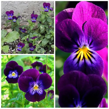 Seed Needs King Henry Viola Seeds to Plant Gothic Violet Flowers 2 Packs - size: 2 Packs, style: King Henry Viola
