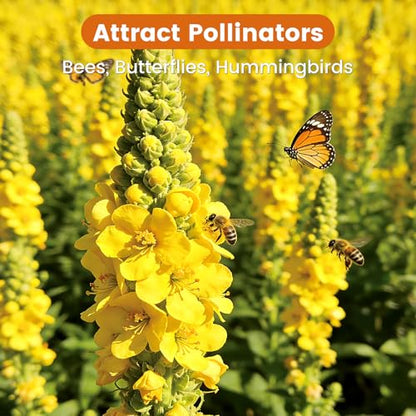 10,000+ Mullein Seeds for Planting, Verbascum thapsus Flower Seeds | Heirloom flower seeds for pollinator gardens, medicinal herb gardens and landscaping; easy to grow indoors or outdoors