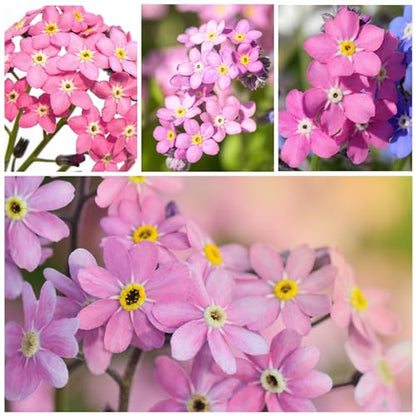 Seed Needs Rose Forget Me Not Seeds to Plant Pink Flowers Outdoors 2 Packs - size: 2 Packs, style: Rose FMN