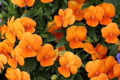 Black Duck Brand Set of Flower Seed Packets! Flower Seeds in Bulk - Great for Creating The Garden of Your Dreams! (25, Nasturtium) - color: Nasturtium