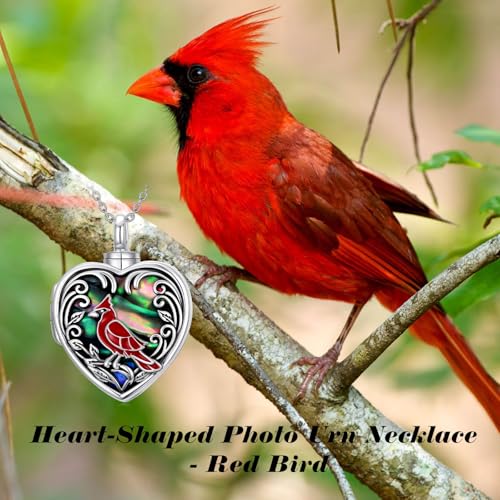 TOUPOP Heart Urn Locket Necklace for Ashes and Pictures 925 Sterling Silver Locket Cremation Jewelry with Abalone Shell Keepsake Memorial Gifts for Women（That Holds Pictures and Ashes） - style: Cardinal