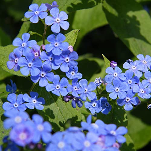 Forget Me Not 500 Seeds (Cynoglossum amabile) Heirloom - Open Pollinated