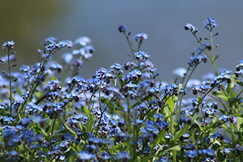 Set of Forget me Not Flower Seed Packets - Create Your Dream Garden - Bulk Flower Seeds (25)
