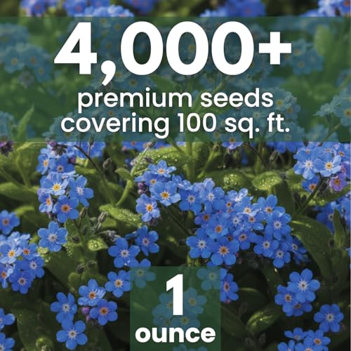 Chinese Forget Me Not – 4,000 Seeds for Planting – 2026 Season – 1 Ounce Pouch - size: 1 oz
