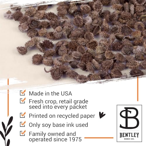 Bentley Seed Co. | Seeds of Remembrance | Pre Filled Non-GMO, Non-Coated Forget Me Not Seeds Packets | Perfect Memorial Service Giveaways and Celebration of Life Decorations | Pack of 25 - style: Seeds of Remembrance Forget-Me-Not Seeds