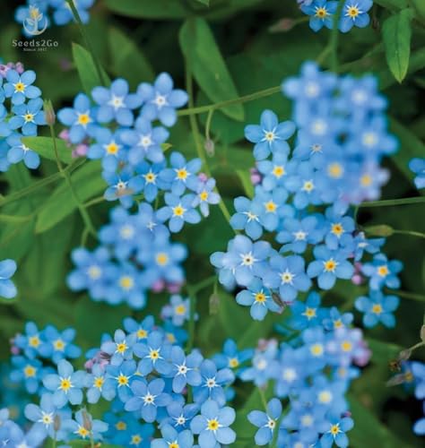 Chinese Forget-Me-Not Flower Seeds, Cynoglossum Amabile, 1 Oz Pack (6,000 Seeds) by Seeds2Go