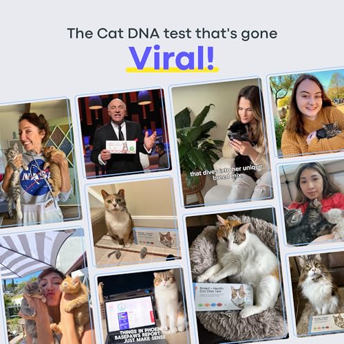 Basepaws Cat DNA Test Kit, Breed, Health & Dental Insights (Pack of 2) - size: 2 Count (Pack of 1)