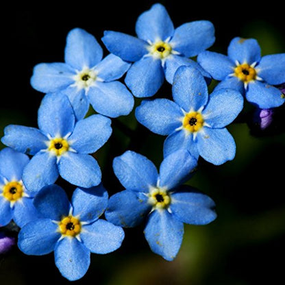 75+ HEIRLOOM FLOWER GROUNDCOVER SEEDS FORGET ME NOT "MYOSOTIS SYLVATICA" NON-GMO