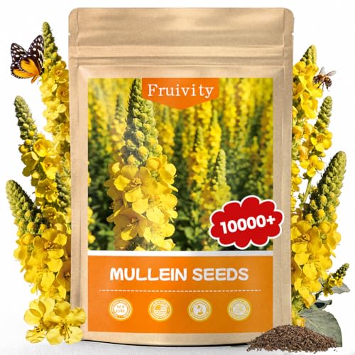 10,000+ Mullein Seeds for Planting, Verbascum thapsus Flower Seeds | Heirloom flower seeds for pollinator gardens, medicinal herb gardens and landscaping; easy to grow indoors or outdoors