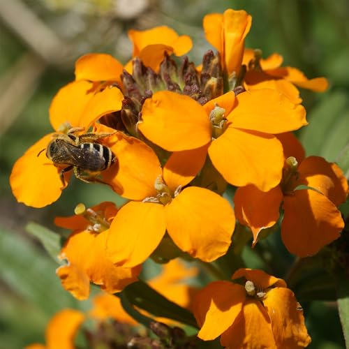 Ferry-Morse Honey Bee Bulk Wildflower Seeds, 440,000+, 1 lb - color: Honey Bee