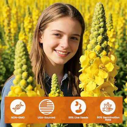 10,000+ Mullein Seeds for Planting, Verbascum thapsus Flower Seeds | Heirloom flower seeds for pollinator gardens, medicinal herb gardens and landscaping; easy to grow indoors or outdoors