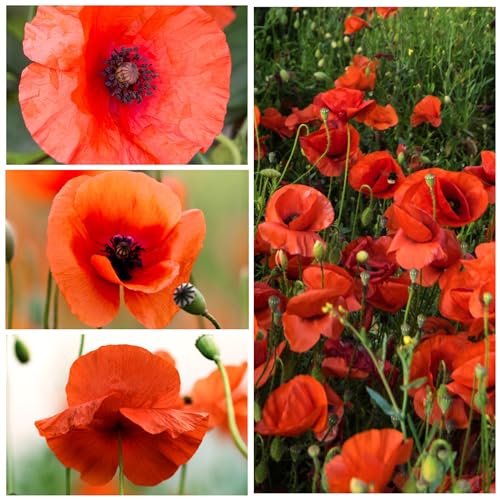 Seed Needs Red Corn Poppy Seeds to Plant Annual Flowering Poppies 1 Pack