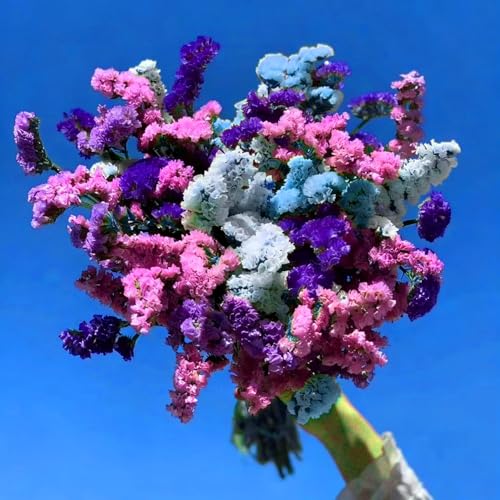 Mix Statice Forget me not Seeds for Planting, 309+pcs Perennial Statice Flower Seeds, Non-GMO Heirloom Rare Beauty Blooms Flowers Plants Home Garden for Outdoors