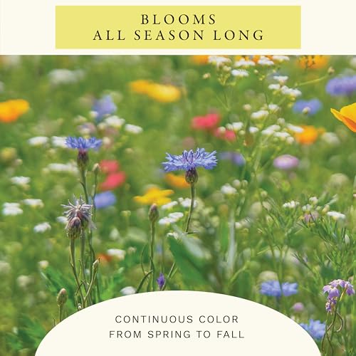 Sereniseed Butterfly Wildflower Mix Seeds (2 oz)