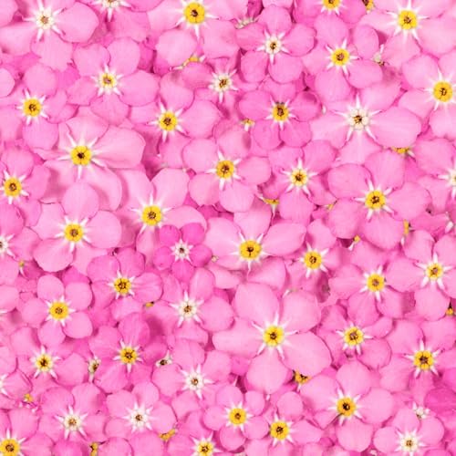 Seed Needs Rose Forget Me Not Seeds to Plant Pink Flowers Outdoors 2 Packs - size: 2 Packs, style: Rose FMN