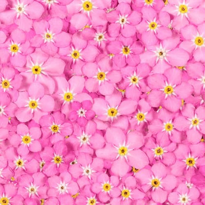 Seed Needs Rose Forget Me Not Seeds to Plant Pink Flowers Outdoors 5 Packs - size: 5 Packs, style: Rose FMN