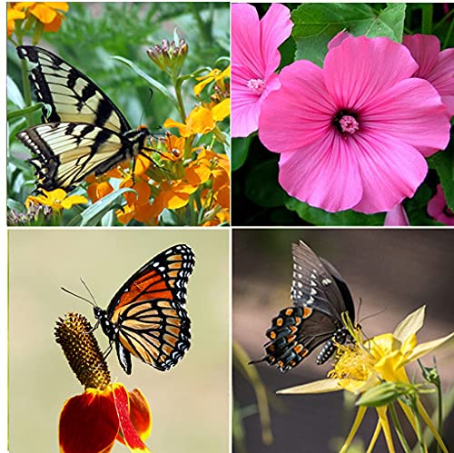 Perennial Wildflower Seeds Package with 25 Different Varieties 100,000 Seeds, Hummingbird and Butterfly Garden, Popular Perennial Flower, Non-GMO Wildflower Mix for Your Garden