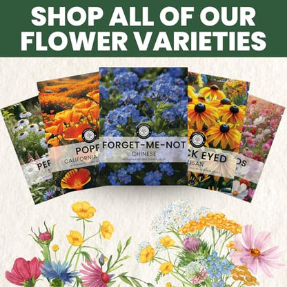 Chinese Forget Me Not – 4,000 Seeds for Planting – 2026 Season – 1 Ounce Pouch - size: 1 oz