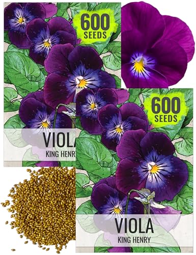 Seed Needs King Henry Viola Seeds to Plant Gothic Violet Flowers 2 Packs - size: 2 Packs, style: King Henry Viola
