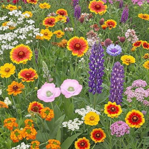 Ferry-Morse Colorado Western Bulk Wildflower Seeds, 500,000+, 1 lb - color: Colorado Western