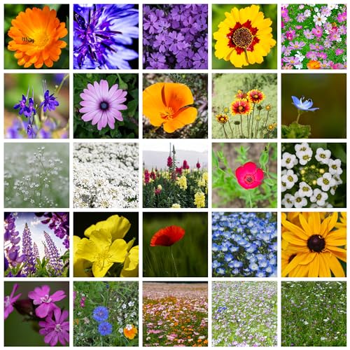 Mountain Valley Seed Co Wildflower Seeds - Meadow Wildflower Seed Mix 5 Lb | Annual & Perennial Wild flowers Seeds for Planting, Wildflower & Grass Garden Mixture, - size: 5 Lb, style: Annual Mix