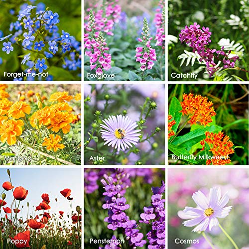Mountain Valley Seed Co Wildflower Seeds Bulk, 2 Oz. 80,000+ Seeds | Butterfly & Hummingbird Mix with 23 Non-GMO Varieties – Pollinator Flower Seed for Planting - style: Butterfly & Hummingbird