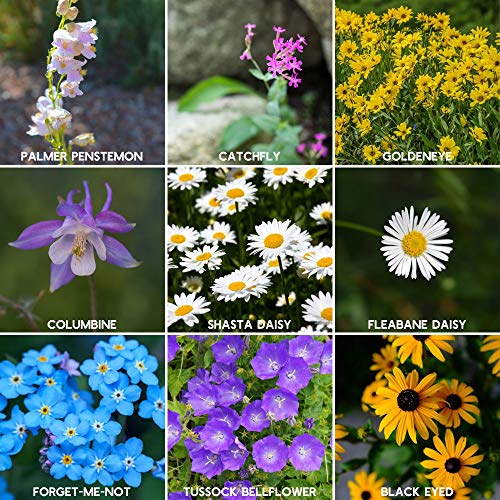 Mountain Valley Seed Co Wildflower Seed - Rocky Mountain Mix 2 oz Non-GMO | 80,000 Seeds – 18 Varieties – Bulk Pollinator-Friendly Blend for Planting - style: Rocky Mountain