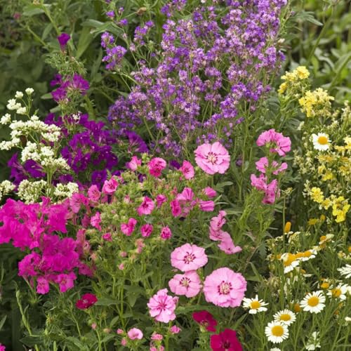 Ferry-Morse Bumblebee Buffet Bulk Wildflower Seeds, 290,000+, 1 lb - color: Bumblebee Buffet