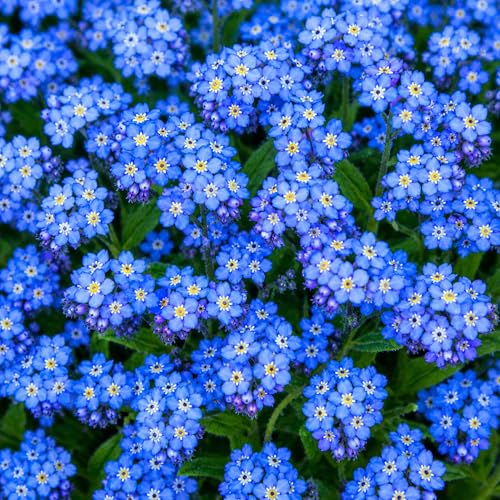 Forget-Me-Not Flower Seeds for Planting | Premium Non-GMO Seeds | Hardy Blue Perennial Garden Flowers | Attracts Bees & Butterflies | Easy to Grow Outdoor Wildflower Seed Pack (2,500 Seeds) - size: 2,500 Seeds