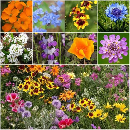 Seed Needs Low Growing Wildflower Seed Mix 5 Bulk Packs (1 Ounce Each) - size: 5 Packs, style: Low Growing Mix