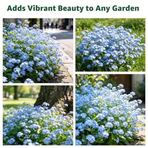5600+ Forget Me Not Seeds for Planting, Easy to Grow Blue Forget-Me-Not Flowers, Perennial Wildflower Seeds for Ground Cover, Borders & Pollinator Gardens - size: 0.7 oz