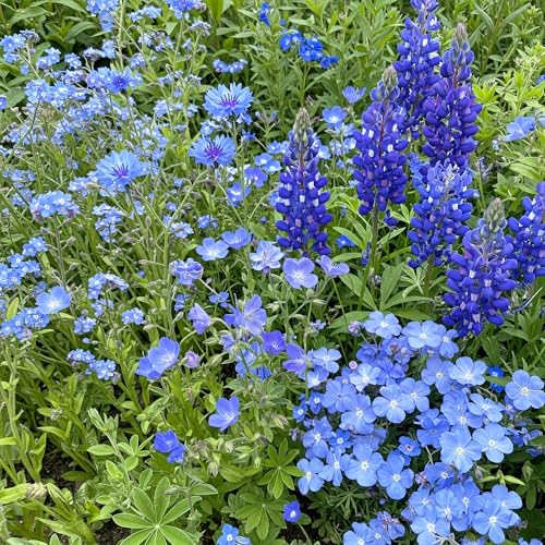 Ferry-Morse Blue Bulk Wildflower Seeds, 100,000+, 1 lb - color: Blue
