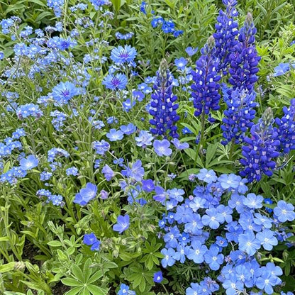 Ferry-Morse Blue Bulk Wildflower Seeds, 100,000+, 1 lb - color: Blue