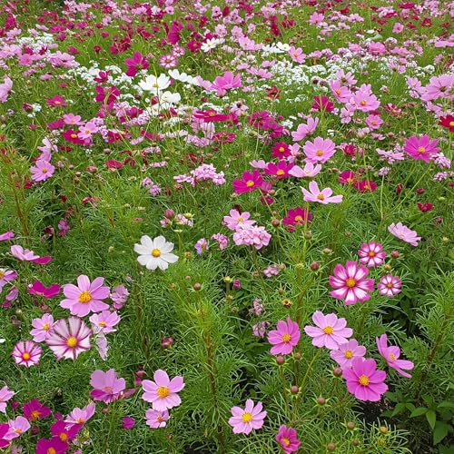 Ferry-Morse Bulk Cosmos Seed Mix, 68,000+, 1 lb - color: Cosmos