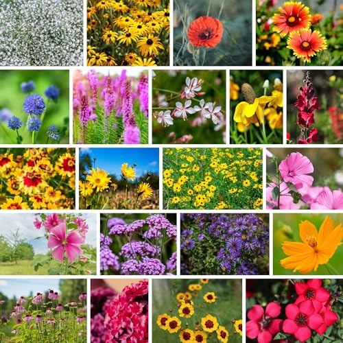 Mountain Valley Seed Co Southeastern Wildflower Seed 5 Lb 3.2 Million Seeds | Native Wildflower Seed Mix for Southeast USA – Annual & Perennial Pollinator Flower Seed for Garden, Meadow & Landscaping - size: 5 Lb, style: Southeast