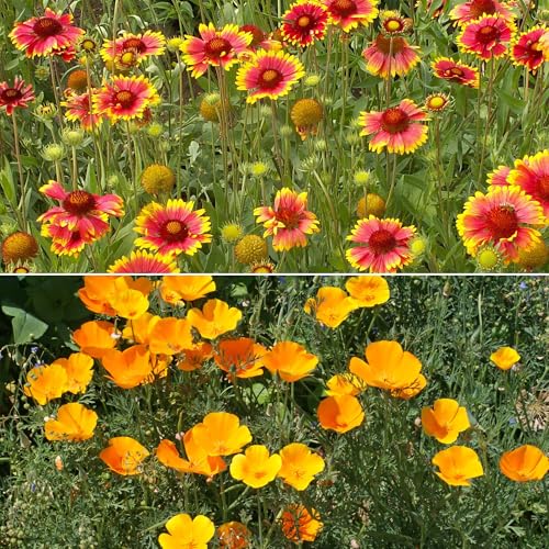 Ferry-Morse Dry Climate Bulk Wildflower Seeds, 650,000+, 1 lb - color: Dry Climate