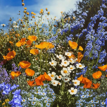 Ferry-Morse Sun-Shade Bulk Wildflower Seeds, 390,000+, 1 lb - color: All-Purpose Sun-Shade