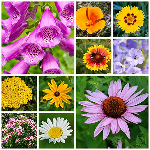 Mountain Valley Seed Co All Annual Wildflower Seed Mix 1 lb, 16,000 Seeds | 21 Flower Varieties Including Poppy, Indian Blanket, Flax – Attracts Pollinators – Bulk Wildflower Seed for Planting - size: 1 Lb, style: Perennial Mix