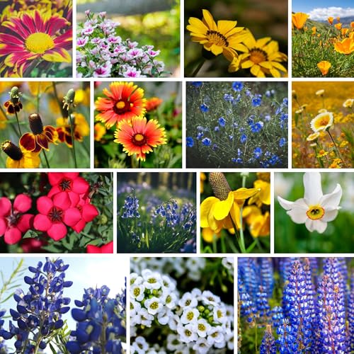 Mountain Valley Seed Co Wildflower Seed 1 Lb 640,000+ Seeds Annual | Southwestern Wildflower Seed Mix Perennial Flower with Southwest Native Wildflowers, Flower Seed Bulk, Desert Wildflowers Mix - size: 1 Lb, style: Southwest