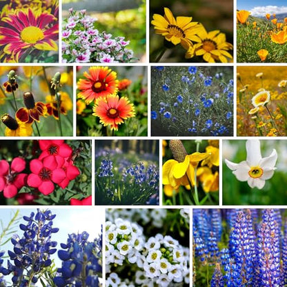 Mountain Valley Seed Co Wildflower Seed 1 Lb 640,000+ Seeds Annual | Southwestern Wildflower Seed Mix Perennial Flower with Southwest Native Wildflowers, Flower Seed Bulk, Desert Wildflowers Mix - size: 1 Lb, style: Southwest