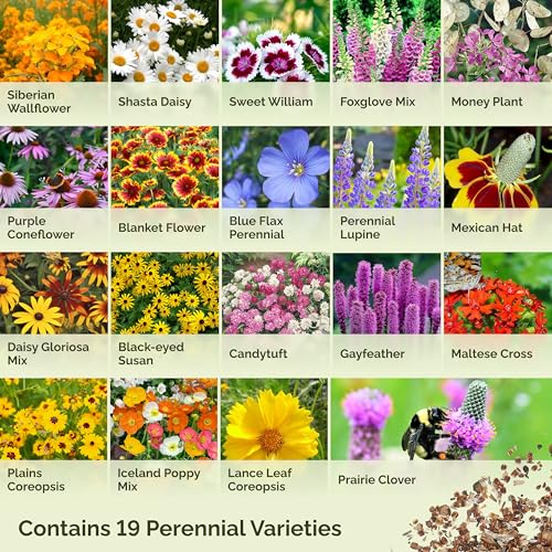 Eden Brothers All Perennial Wildflower Mixed Seeds for Planting, 1 oz, Seeds with Lupine, Shasta Daisy | Attracts Pollinators, Plant in Spring or Fall, for Zones 3, 4, 5, 6, 7, 8, 9, 10 - size: 1 Ounce, style: All Perennial