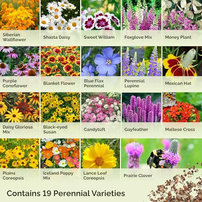 Eden Brothers All Perennial Wildflower Mixed Seeds for Planting, 1 oz, Seeds with Lupine, Shasta Daisy | Attracts Pollinators, Plant in Spring or Fall, for Zones 3, 4, 5, 6, 7, 8, 9, 10 - size: 1 Ounce, style: All Perennial
