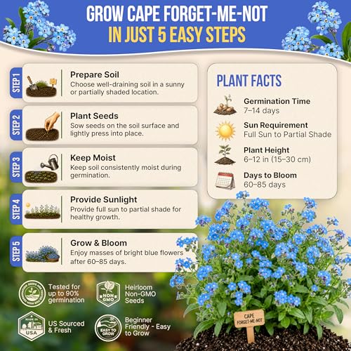 Cape Forget-Me-Not Seeds Pack 3G - Over 1,400 Non-GMO Heirloom Cape Forget-Me-Not Seeds for Planting Flowers in Individual Seed Packet, Flower Seeds for Planting Home Garden Indoor & Outdoor Gardening