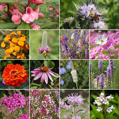 Ferry-Morse Bumblebee Buffet Bulk Wildflower Seeds, 290,000+, 1 lb - color: Bumblebee Buffet